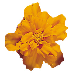 Marigold Safari Tangerine DTL