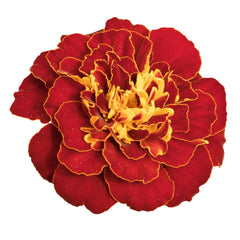 Marigold Safari Red DTL