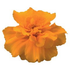 Marigold Safari Orange DTL
