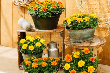 Marigold Chica Mixture DTL.