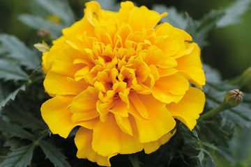 Marigold Chica Gold DTL.