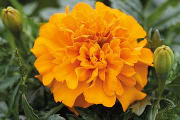 Marigold Chica Orange DTL.