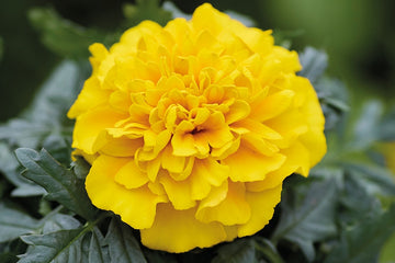 Marigold Chica Yellow DTL.