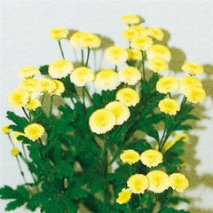 Maticaria Vegmo Yellow, single PLT