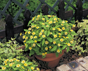 Melampodium Lemon Delight