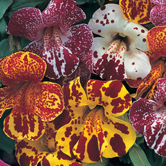 Mimulus Magic Blotch Mix PLT