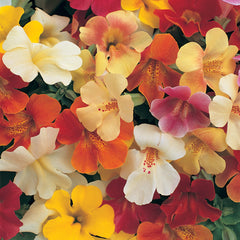 Mimulus Magic Mix PLT