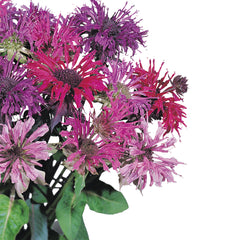 Monarda Panorama Mix