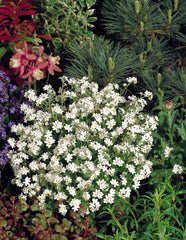 Myosotis Snowsylva