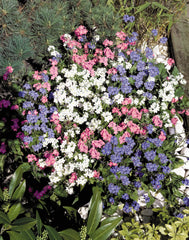 Myosotis Sylva Mixture
