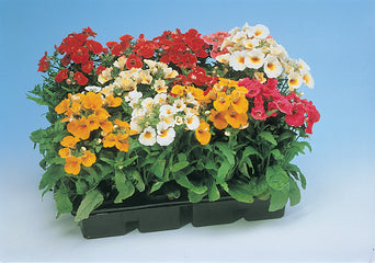 Nemesia Sundrops Mix