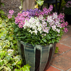 Nemesia Seventh Heaven Mix PLT