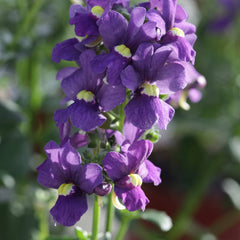 Nemesia Seventh Heaven Blue PLT