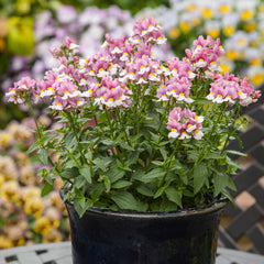 Nemesia Seventh Heaven Lavender Bicolor PLT