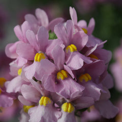 Nemesia Seventh Heaven Pink PLT