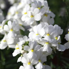 Nemesia Seventh Heaven White PLT