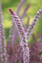 Statice suworowii