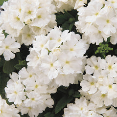 Verbena Quartz XP White