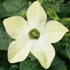 Nicotiana Saratoga Lime PLT.