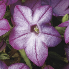 Nicotiana Saratoga Purple Bicolor PLT.