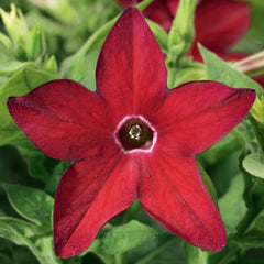 Nicotiana Saratoga Red PLT.