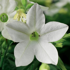 Nicotiana Saratoga White PLT.
