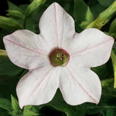 Nicotiana Saratoga Appleblossom PLT.