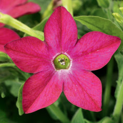 Nicotiana Saratoga Rose PLT.