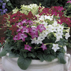 Nicotiana Saratoga Mixture PLT