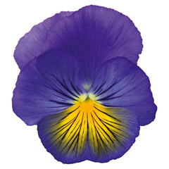 Pansy Cats Plus Blue & Yellow