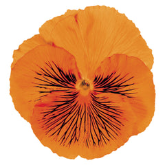 Pansy Cats Orange