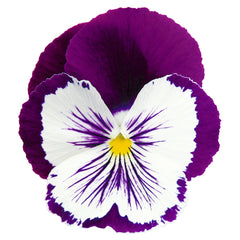 Pansy Cats Purple and White
