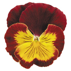 Pansy Cats Red and Gold
