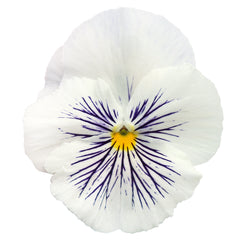 Pansy Cats White