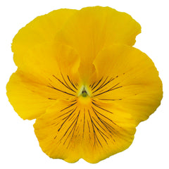 Pansy Cats Yellow