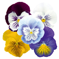 Pansy Cats Mix