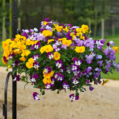 Pansy Freefall Mix Primed