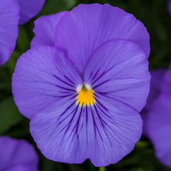 Pansy Freefall True Blue Primed