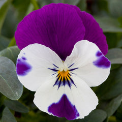 Pansy Freefall Purple & White Primed