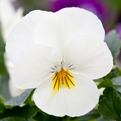 Pansy Freefall Cream Primed