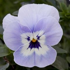 Pansy Freefall Marina Primed