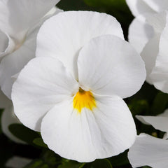 Pansy Freefall White Primed