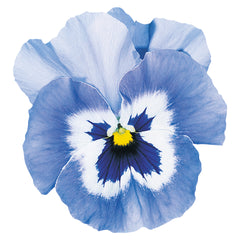 Pansy Joker Light Blue, black face