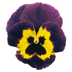 Pansy Joker Violet/gold