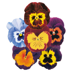 Pansy Joker Mixture