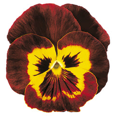 Pansy Joker Mahogany/Gold