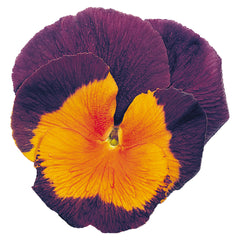 Pansy Jolly Joker
