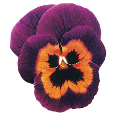 Pansy Joker Poker Face