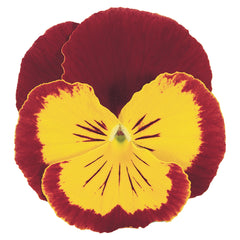 Pansy Joker Red/Gold