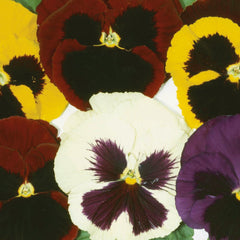 Pansy Majestic Giants II Blotch Mix PRIMAX